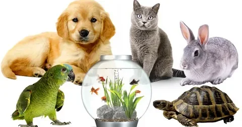usos de enchufes inteligentes y Cuidado de mascotas: